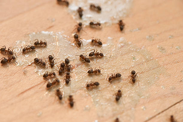 Best Ant Control Services  in Poulsbo, WA